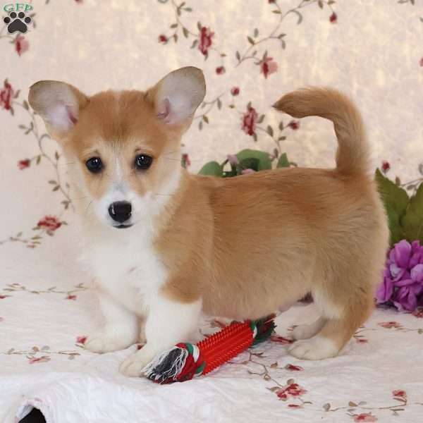 Scout, Pembroke Welsh Corgi Puppy